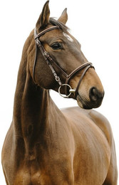 Produktbild von Bridon équitation Norton Club Deco