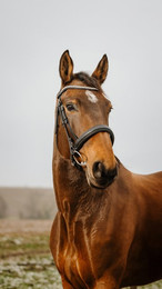 Produktbild von Bridon équitation Norton Club Diva