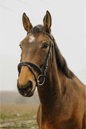 Produktbild von Bridon équitation Norton Club Square