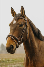 Produktbild von Bridon Équitation Norton Club Strass V