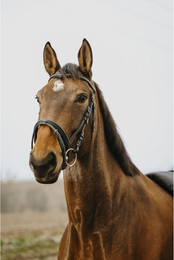 Produktbild von Bridon équitation Norton Club Strass V