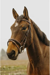 Produktbild von Bridon Équitation Norton Club Strass V