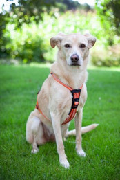 Produktbild von Brustpolsterung aus Neopren für Feltmann Hundegeschirre