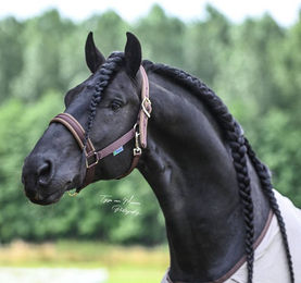 Produktbild von Bucas Comfort Halfter