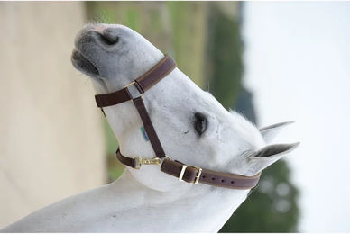 Produktbild von Bucas Comfort Halfter