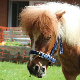 Produktbild von Bucas Foal Halfter Dublin Navy/Silver