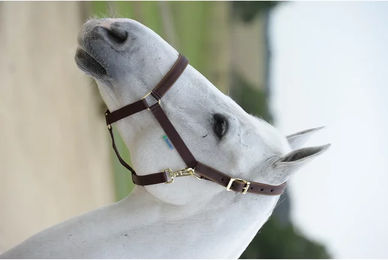 Produktbild von Bucas Freedom Halfter Dublin Gr. Warmblut - Brown