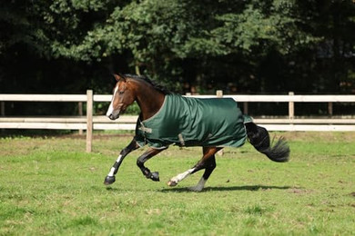 Produktbild von Bucas Freedom Turnout Pferdedecke 300g - 300 g