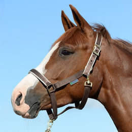 Produktbild von Bucas Halfter Dublin