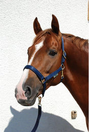 Produktbild von Bucas Halfter Dublin