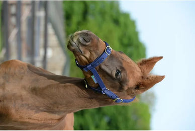 Bucas Halfter Dublin – Bild 1 von 4