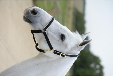 Produktbild von Bucas Halfter Dublin