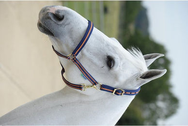 Produktbild von Bucas Halfter Dublin