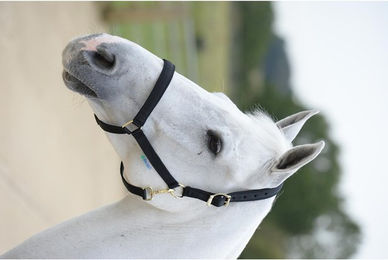 Produktbild von Bucas Halfter Dublin