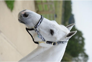 Produktbild von Bucas Halfter Dublin