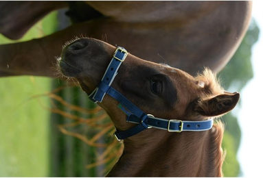 Produktbild von Bucas Halfter Dublin Pony Navy/Silver