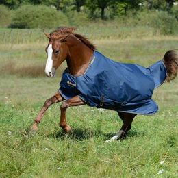 Bucas Irish Turnout Medium Classic - navy/gold – Bild 1 von 7