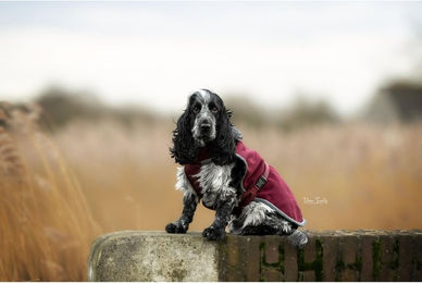 Produktbild von Bucas Show-Line Dog Rug