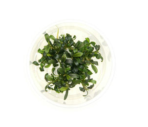 Produktbild von Bucephalandra micrantha 'Needle Leaf' In-Vitro
