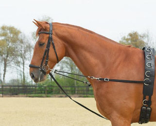 Produktbild von Busse Ausbindezügel ELASTIK - 1 Stk.