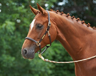 Produktbild von Busse Halfter BRAND Leder