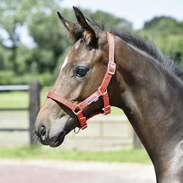 Produktbild von Busse Halfter Fohlen