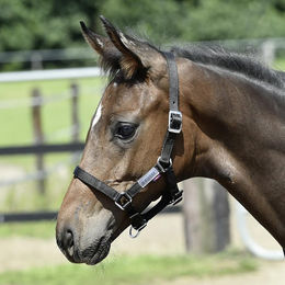 Busse Halfter Fohlen – Bild 1 von 3