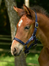 Produktbild von Busse Halfter Fohlen blau größenverstellbar