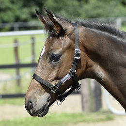 Produktbild von Busse Halfter FOHLEN