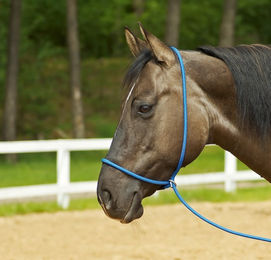 Busse Halfter FUNKTION 3in1 - 290 cm – Bild 1 von 5