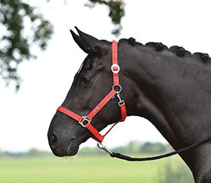 Busse Halfter HANSA – Bild 1 von 6