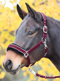 Produktbild von Busse Halfter IDEAL