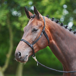 Busse Halfter Weide – Bild 1 von 3