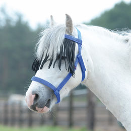 Produktbild von BUSSE Halfter Weide-Fransen, royalblau - SH
