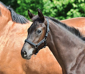 BUSSE Halfter YOUNG – Bild 1 von 7