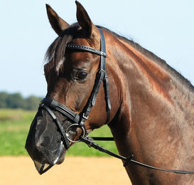 Busse Nüsternschutz Fly Protector – Bild 1 von 3