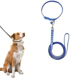 Produktbild von BYSURE Hundeleine und Welpenhalsband Set