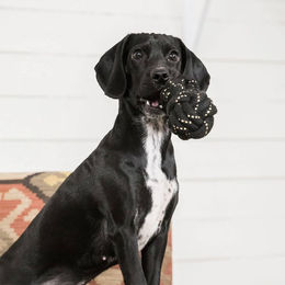 Back on Track Dumbell Seilspielzeug für Hunde in Schwarz – Bild 1 von 2