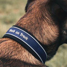 Back on Track Hundehalsband aus Nylon für erwachsene Hunde in Braun und Blau – Bild 1 von 2