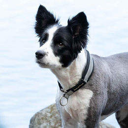Back on Track Hundehalsband Molly aus Neopren Schwarz 55-60 cm – Bild 1 von 2