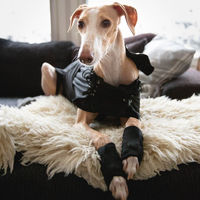 Produktbild von Back on Track Hundemantel für Greyhound wasserabweisend Schwarz Größe S