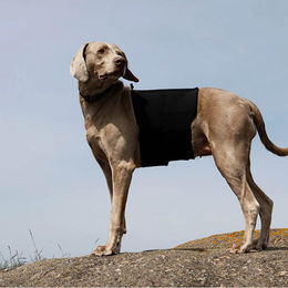 Back on Track Hundemantel Lendenwirbelschutz Schwarz Größe M – Bild 1 von 4