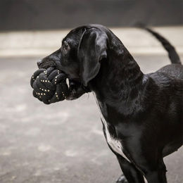 Back on Track Hundespielzeug Seilball Schwarz für erwachsene Hunde – Bild 1 von 2