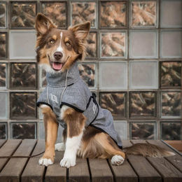 Back on Track Nella Allround Hundemantel wasserabweisend aus Polyester in Schwarz und Grau – Bild 1 von 3