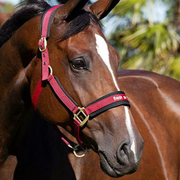 Back on Track Werano Halfter für Warmblut aus Nylon in Rot – Bild 1 von 3