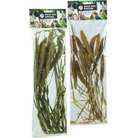 Produktbild von Back Zoo Nature Setaria Italica Ergänzungsfutter für Vögel und Nagetiere 50 Gramm
