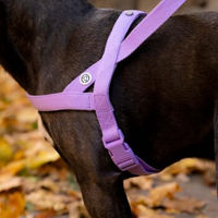 Produktbild von Barkalot Hundegeschirr-Spazierset aus Polyester in Lila Größe M