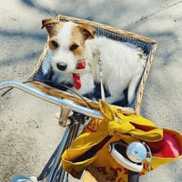 Produktbild von Barkalot Hundegeschirr-Spazierset mit Geschirr und Führleine aus Polyester beige Größe M