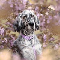 Produktbild von Barkalot Hundehalsband-Auslaufset mit Führleine aus Polyester in Lila Größe L