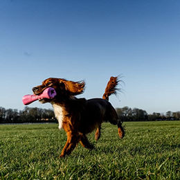 Beco Kauspielzeug Spielknochen aus Naturkautschuk Blau Größe M für Senior Hunde – Bild 1 von 3
